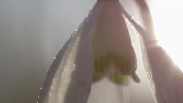 Slow Motion Extrem Närbild Makro Dof Detalj Solens Strålar Tränger — Stockvideo