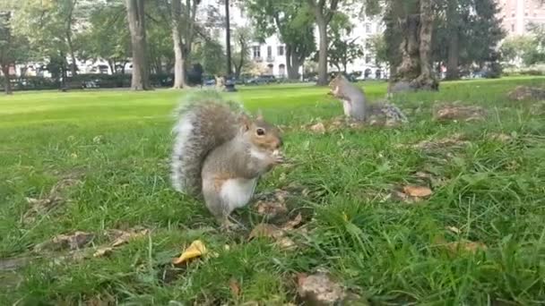 클로즈업 다람쥐가 돌아다니며 견과류를 먹습니다 보스턴 파크에서 그림자를 즐기는 풀밭에서 — 비디오