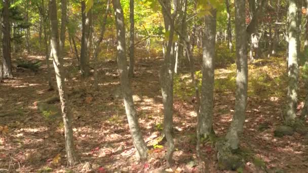 Low Angle Close Gorgeous Colorful Tree Canopies Foliage Turning Red — Stock Video