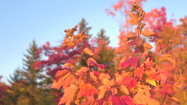 クローズ アップ 被写し界深度 公園のカエデの樹冠の上に鮮やかな赤とオレンジ色秋葉葉に太陽の光の輝きが 梢の一番高い枝に輝く色鮮やかな紅葉 — ストック動画