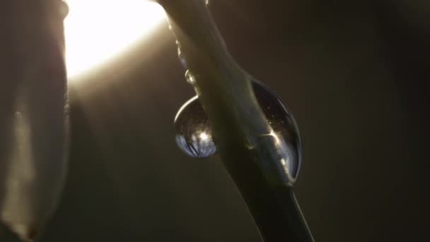 Αργή Κίνηση Extreme Close Μακροεντολή Dof Λεπτομέρεια Από Σωματίδια Κολύμπι — Αρχείο Βίντεο