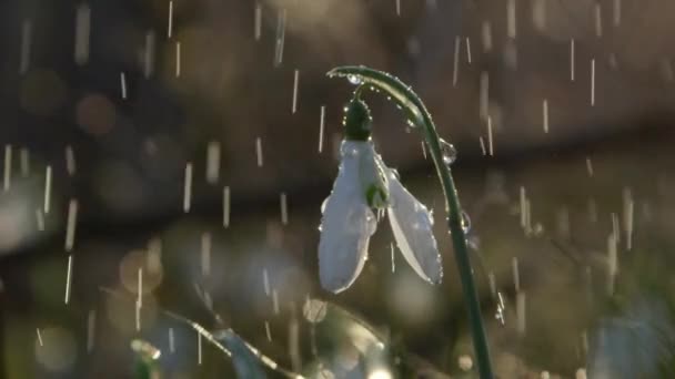 闭上慢动作自由度 新鲜的春天雨水浇灌美丽的钟形 Galanthus 花在晴朗的雨天在森林里 在阳光下闪闪发光的雨滴落在白色开花雪花莲 — 图库视频影像