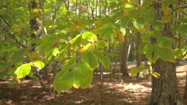 Närbild Dof Detalj Vackra Gröna Blad Beech Tree Brunch Gulna — Stockvideo