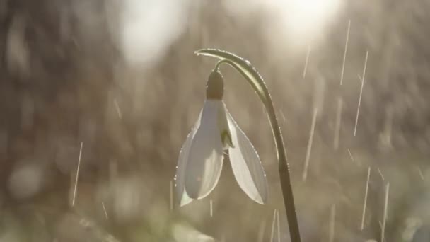 Клоуз Слоу Мийон Dof Весенний Ливень Поливает Красивые Колокольчатые Цветки — стоковое видео