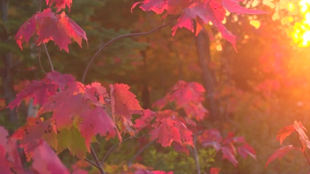 Close Dof Fall Foliage Colored Vibrant Autumnal Colors Covering Young — Stock Video