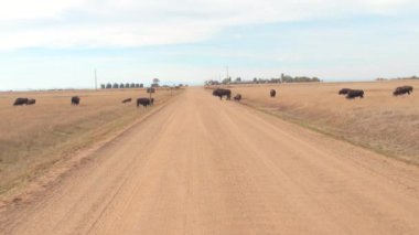 Yakın: Sıcak yaz aylarında güneşli günde bir kuru otlak bozkırda otlatılması büyük buffalos sürüsü. Kuraklık sırasında kuru kurak ot at Badlands Ulusal Park üzerinde otlatma bizon boğa
