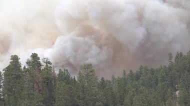 Yakın: yükselen ve hızlı kozalaklı orman yayılan kalın siyah duman izi. Uzun boylu çam ağacı Kanopiler yıkıcı Hill'de yakaladı yanan ateş. Woodlands orman yangını çevresel felaket