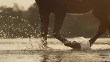 Ağır çekim, yakın U, Dof: Ayrıntı waterdrops etrafında altın ışık gün batımı yağmurlama Nehri gölet ve göllerde kontrast at bacakları. Koyu kahverengi aygır nehir yatağı içinde güneş doğarken yürüyüş çarpıcı