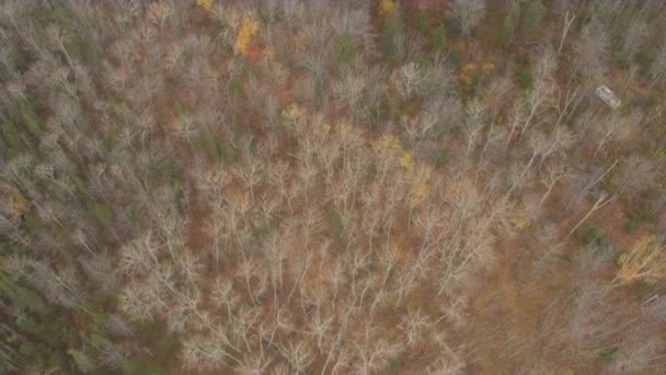 Aerial Top Voando Acima Bela Floresta Caduca Conífera Mista Cobrindo — Vídeo de Stock