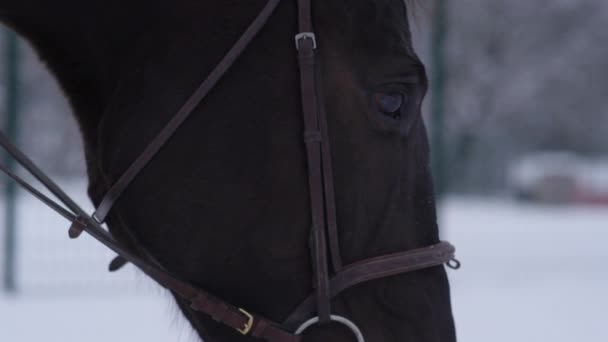 Slow Motion Close Dof Détail Beau Cheval Brun Foncé Pâturant — Video