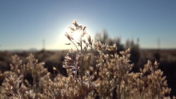 Slow Motion Close Dof Eerste Zonnestralen Schijnt Door Prachtige Bevroren — Stockvideo