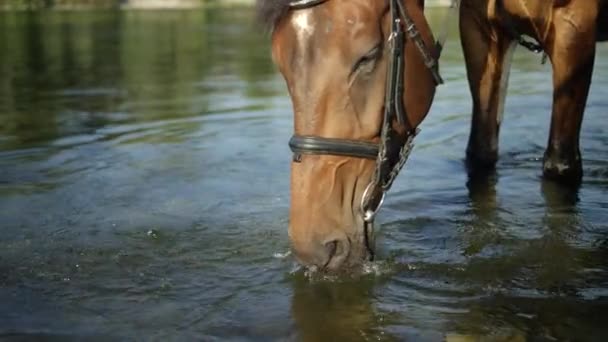 スローモーション クローズ アップ 被写し界深度 美しい茶色去勢ホットの日当たりの良い夏の日に透明な川底からさわやかな水をすすりながら 川から飲むときに馬の銃口から落ちてくる水滴 — ストック動画