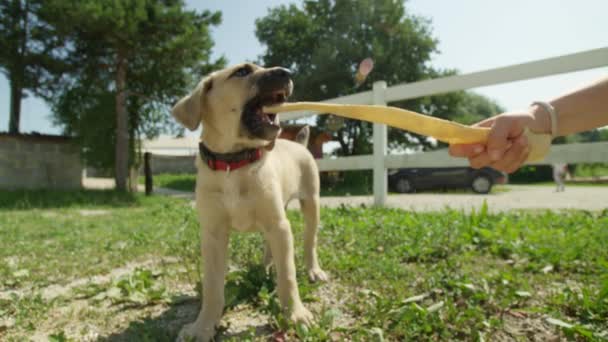 スローモーション クローズ アップ 被写し界深度 かわいい光ブラウン子犬ジャンプ 噛む犬のおやつ 自然の中の日当たりの良い夏の日に人間の手で遊んで 女の子と骨で遊ぶ愛らしいペット犬 — ストック動画