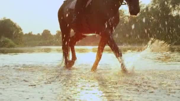 Slow Motion Flose Dof Cavalo Silhueta Percorrendo Rio Polvilhando Gotas — Vídeo de Stock