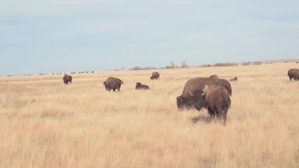 Крупним Планом Стадо Великий Buffalos Пасовиську Сухих Луг Прерії Сонячний — стокове відео