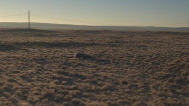 Hava düşük açılı: sonsuz gür çöl altın güneş doğarken siyah Suv araba. Tüm arazi aracı güneşli sabah çöl manzarada bir yolculuğa. İnsanlar gün batımında çölde seyahat