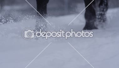 Ağır çekim, Close Up, Dof: kar taneleri etrafında sıçramasına taze karlı battaniye yürürken güzel siyah at. Çarpıcı koyu kahverengi aygır yumuşak karda ormanda beyaz kış gününde gölet ve göllerde