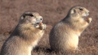Yakın: Kahverengi bozkır küçük parça yiyecek kuru alan güneşli gün nibbling köpekler. Çayır köpekleri ABD Güney Dakota'daki Badlands Milli Parkı içinde otlak ortamlarında ailesinin yaban hayatı