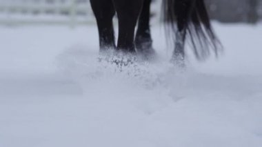Ağır çekim, Close Up: karlı battaniyeye beyaz kış harikalar diyarı yürürken güzel at. Yumuşak soğuk kar stepping iğdiş edilmiş hayvan güçlü karanlık koyu. Toynakları ve saç üzerinde biriken küçük kar taneleri