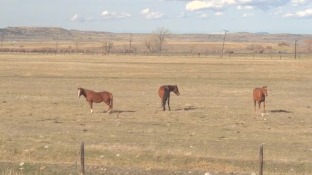 Close Prachtige Bruine Paarden Fokken Een Droge Weide Veld Onder — Stockvideo