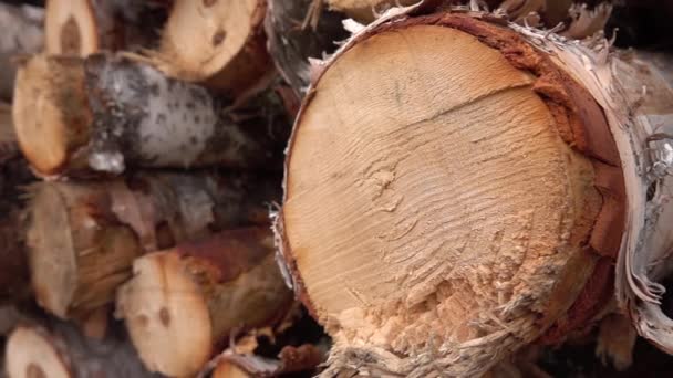 CLOSE UP, DOF : Détail de la grande pile de bois de chauffage empilée parfaitement dans une énorme pile de bois. Feuillus parfaitement empilés après avoir été assaisonnés. Gros troncs d'arbres abattus, hachés et sciés stockés dans la cour à bois 