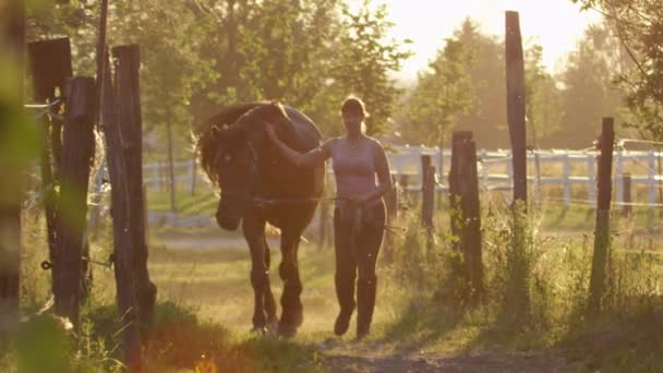 Zeitlupe Dof Mädchen Führt Atemberaubendes Pferd Goldenen Morgen Über Den — Stockvideo