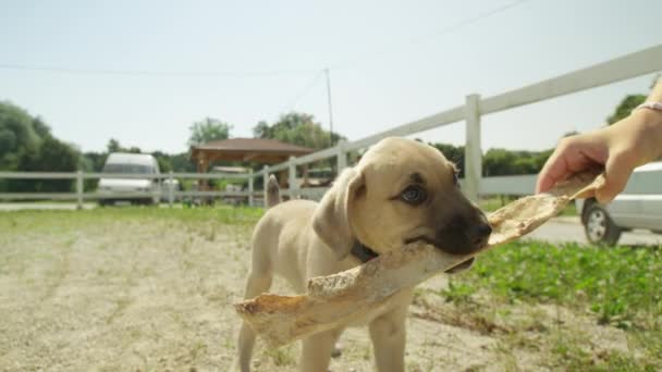 Low Motion Flose Dof Cute Little Light Brown Puppy Jumping — Vídeo de Stock