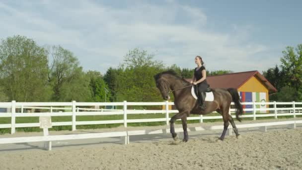 Slow Motion Zblízka Krásné Tmavě Hnědý Valach Běží Venkovní Jízdárně — Stock video