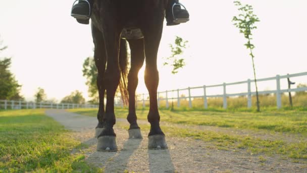 Fechar Dof Silhouetted Backlit Pernas Cavalo Ainda Estrada Cascalho Deslumbrante — Vídeo de Stock