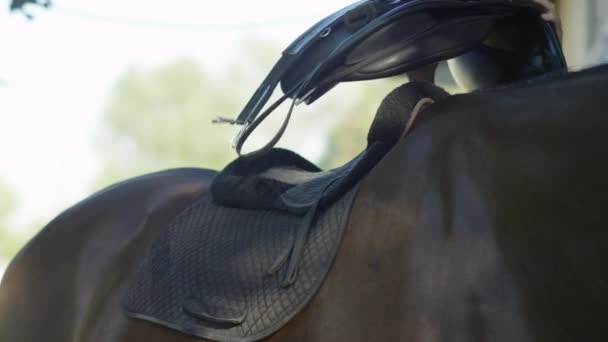 Low Motion Flose Dof Pessoa Irreconhecível Preparando Grande Cavalo Castanho — Vídeo de Stock