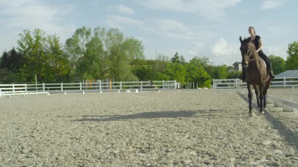 Movimiento Lento Cerrar Hermosa Gelding Marrón Oscuro Trotando Arena Montar — Vídeos de Stock