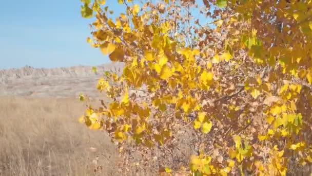FERMER : Belles feuilles jaunes flottant dans la brise légère en automne ensoleillé au parc national des Badlands. Superbes feuilles tournantes se balançant dans un vent dans les prairies ensoleillées des Grandes Plaines 