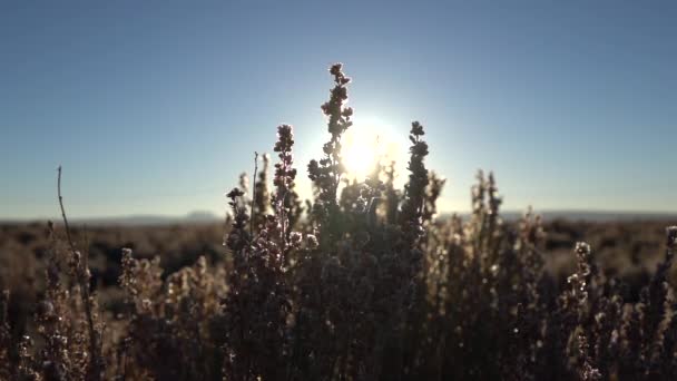 被写し界深度をクローズ アップ スローモーション 最初太陽光線輝いている砂漠の美しい冷凍小枝黄金の日の出乾燥の冬景色で氷のような茂みを通して輝く太陽 美しい夕日で自然を凍結 — ストック動画