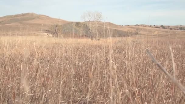 Tiefblick Trockengraspflanzen Die Heißen Sonnigen Tagen Während Der Dürre Der — Stockvideo