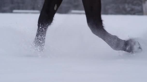 慢动作关闭在白色冬季天在荒野中运行软雪毯的强壮的黑马腿的细节 冬季仙境中寒冷的一天 马蹄在新鲜的雪中小跑 — 图库视频影像