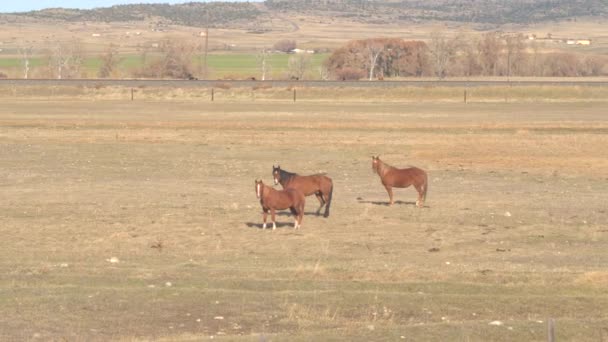 在风景如画的蒙大拿州的铁路旁 关闭令人惊叹的褐色马放牧在干燥的草甸田野上 在美国偏远农田放牧短草的国内马群 — 图库视频影像
