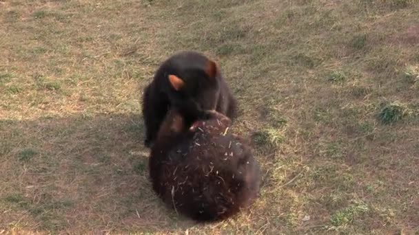 FERMER : Deux ours noirs heureux s'amusent à jouer et à lutter sur le terrain herbeux. Jeunes ours ludiques se battant pour le plaisir par une journée ensoleillée 