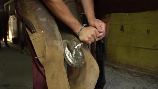 Slow Motion Close Unrecognizable Farrier Trimming Cleaning Shaping Cutting Excess — Stock Video