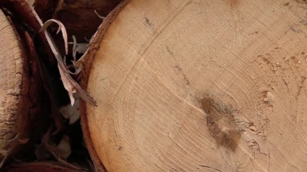 在柴垛中堆积的新切桦木树干横断面 美丽的木材图案 内外层 年生长环 心材裂缝和惊人的白色树皮 — 图库视频影像
