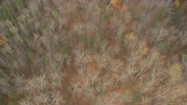 Aerial Top Volando Por Encima Hermoso Bosque Mixto Caducifolios Coníferas — Vídeo de stock