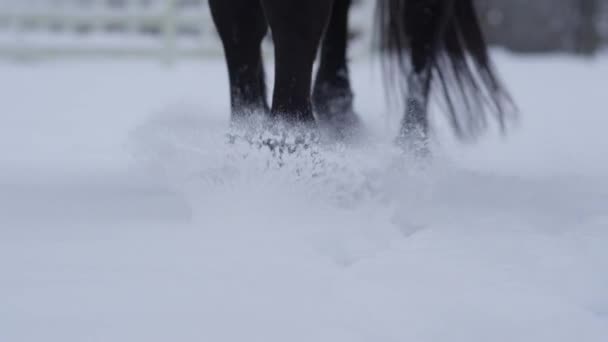 Slowmotion Close Mooi Paard Lopen Door Witte Besneeuwde Deken Winter — Stockvideo