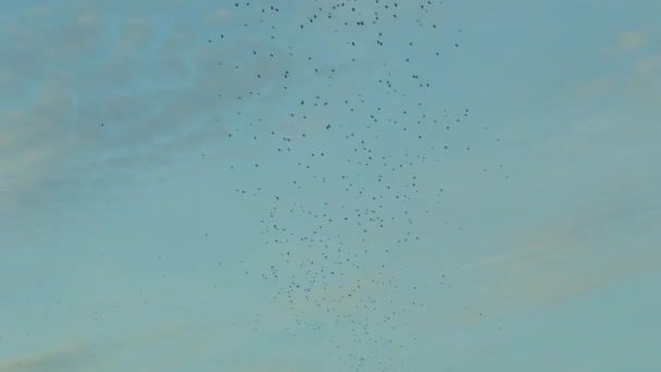 Group Wild Birds Gliding Sky Sunny Day United States Big — Stock Video