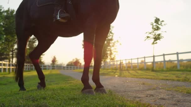 慢动作 在金色的日出中 在令人惊叹的乡村牧场上 有一条匀称的马腿静静地站在草地上 无法辨认的骑手骑母马在日落 — 图库视频影像