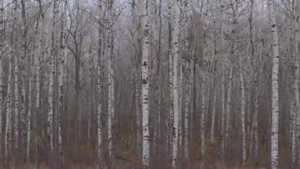 空中关闭惊人的条纹黑白桦木图案在神秘光秃秃的树木林地在暴风雨和多云的秋天天 在干燥的森林地板上壮观地上升的狭窄的高大树干 — 图库视频影像