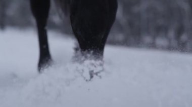 Ağır çekim Dof yakından: güzel at karlı battaniyeye beyaz kar taneleri etrafında sıçramasına kış harikalar diyarı yürürken. Tanınmayan binici yumuşak kar adım ile çarpıcı siyah iğdiş edilmiş hayvan