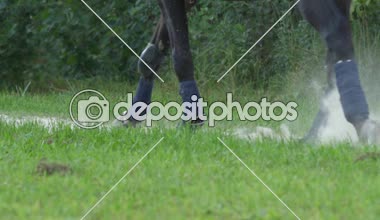 Ağır çekim, Close Up: Ayrıntı güçlü koyu kahverengi at bacakları polo ile toz yükselterek kumlu patika çalışan sarar. Toynakları toz kaldırma tozlu yolda cantering. Doğada Binicilik
