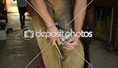 Ağır çekim, Close Up: bir at horseshoeing, at nalı toynak üzerinde ayakkabı yerleştirerek ve çekiç kullanarak çivileme tanınmaz demirci. İstikrarlı ahır nallama itaatkâr aygır çalışan bir nalbant