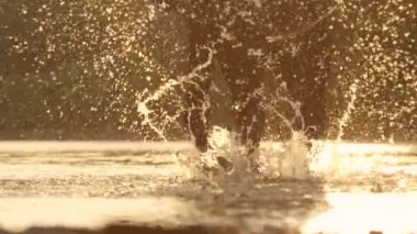 Ağır çekim yakın kadar Dof detayını kontrast at bacakları ve altın ışık gün batımı waterdrops etrafında sıçramasına Nehri gölet ve göllerde toynakları. Büyük koyu kahverengi aygır güneş doğarken nehir yatağı içinde yürüyüş