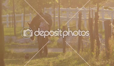 Ağır çekim, Dof: çarpıcı at alanından ahıra Altın ışık akşamı önde gelen kız. Küçük köpek çitler arasında onların yol takip. Kadın çiftçi muhteşem günbatımı çiftlik üzerinde çalışma