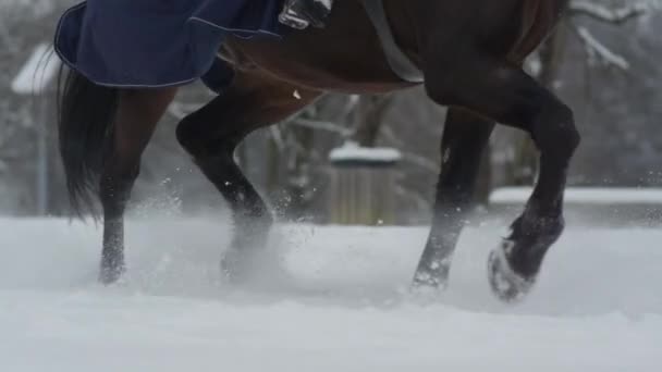 スローモーション クローズ アップ 被写し界深度 認識できないライダー乗馬冬のワンダーランドには美しい濃い湾馬 新鮮な雪の白の柔らかい毛布で覆われて森林中を実行している素晴らしい種牡馬 — ストック動画